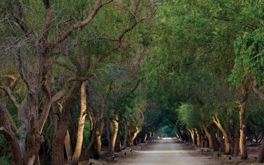 Al Jurf Villas Kayan