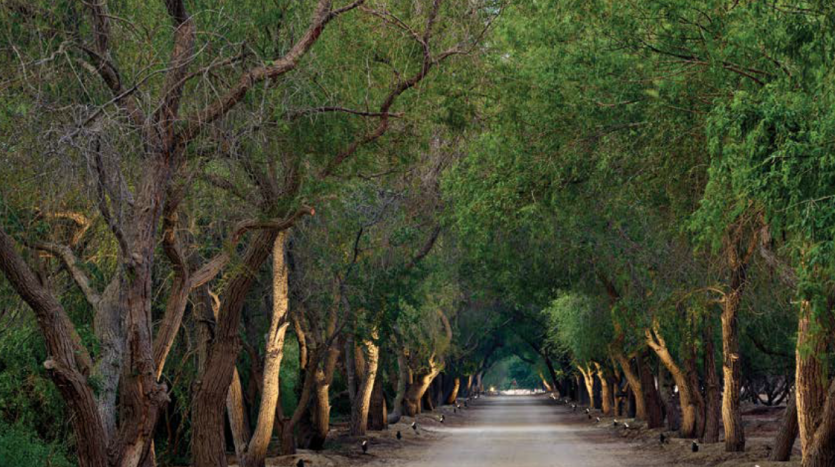Un chemin serein bordé d&#039;arbres avec de hauts auvents verts denses sur une route étroite, créant un effet de tunnel dans un cadre forestier tranquille à proximité d&#039;une agence immobilière de Dubaï. Coups d&#039;œil légers