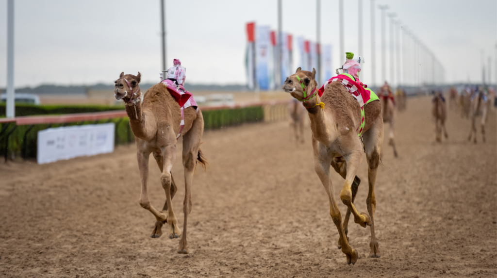 A Dubai, le corse dei cammelli si svolgono su una pista sabbiosa, ciascuna guidata da un piccolo fantino robotico vestito con un abito colorato. La pista è fiancheggiata da basse barriere e le bandiere sventolano nel cielo nuvoloso, evidenziando una delle pratiche culturali emblematiche della città.